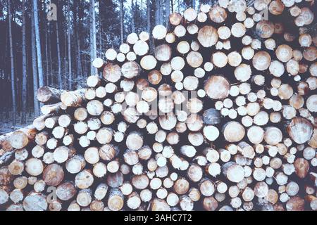 Tree trunks stacked in the forest. Ecology, deforestation, global warming concept. Stock Photo