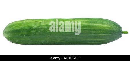 One smooth cucumber isolate on white. Vegetable, cucumber Stock Photo