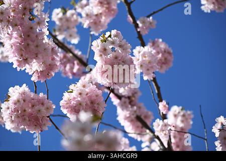 Japanese Cherry, Japanese Blossom Cherry, Oriental Cherry, Japanese Cherry Tree, Japanese Blossom Cherry Tree (Prunus serrulata) Stock Photo