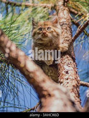 Tabby cat kitten baby animal up a pine tree Stock Photo