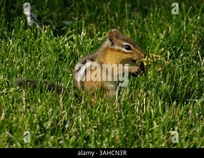 The chipmunk, a tiny brown blur, finds a hidden treat in the lush green grass. Stock Photo