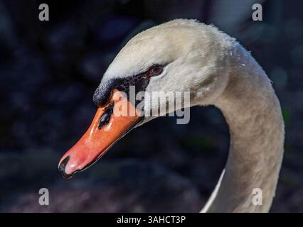 A close up portrait of a Mute Swan with a dark, natural background. Stock Photo
