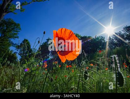 Vibrant red poppy flower backlit by the sun in a lush summer meadow under a clear blue sky. Captured on a sunny day in Germany. Stock Photo