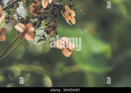 Hydrangea bigleaf shrub with dried brown flowers against natural green blurred background in summer garden. Place for text. Floriculture and gardening Stock Photo