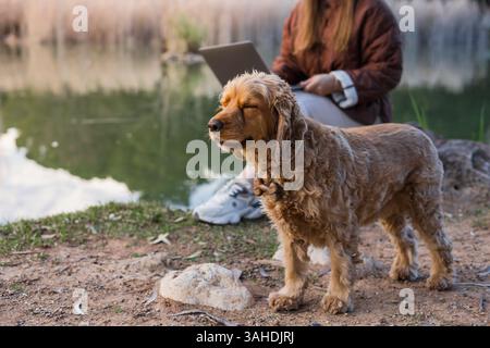 Portrait of happy cocker spaniel dog. Woman with laptop sits in background. Dog appears content and joyful while owner enjoys time outdoors in nature. Stock Photo
