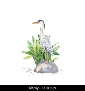 Grey heron bird standing on a stone, with water plant behind watercolor illustration isolated on white. Hand drawn clipart perfect for card, poster Stock Photo