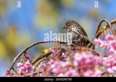 Song Sparrow, Melospiza melodia, in a flowering cherry tree in spring on the Olympic Peninsula, Washington State. USA Stock Photo