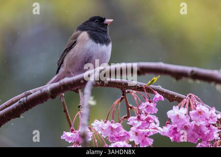 Dark-eyed Junco, Junco hyemalis, on a rainy day in a flowering cherry tree in spring, Olympic Peninsula, Washington State. USA Stock Photo