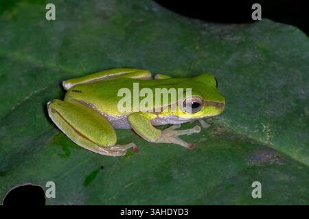 Cascade Stream Frog (Ranoidea pearsoniana) on leaf at night Stock Photo