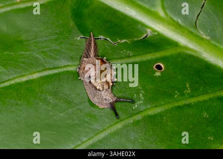 A Black-tasselled Semi-Slug (Fastosarion papillosus) moves across a broad green rainforest leaf Stock Photo