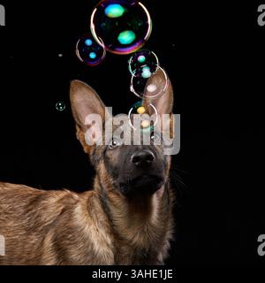 A wolfdog puppy interacts with floating bubbles against a black background. The joyful moment is captured in sharp detail. Stock Photo