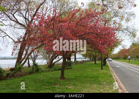 Elegant blooming blossom tree, capturing the beauty of spring in delicate white and pink hues. Stock Photo