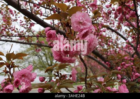 Delicate pink cherry blossoms in full bloom, capturing the essence of spring. Stock Photo