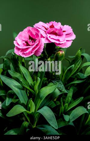 A close-up photo of pink carnations with delicate dew drops, set against on green background, highlighting their vibrant petals and natural beauty Stock Photo