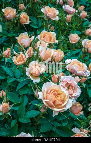 Pink blossoms on a rose bush in the low summer light Stock Photo