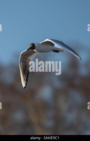 Black-headed gull Stock Photo