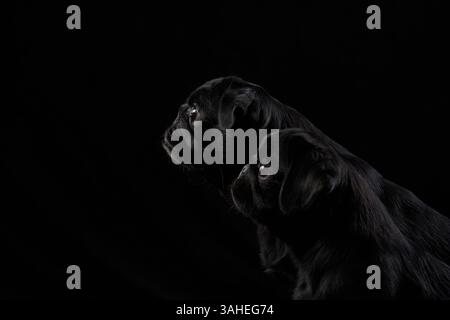 Two black dogs appear in a dark studio setting, their features subtly illuminated. The moody lighting gives the image a cinematic feel. Stock Photo