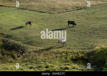 three cows in pasture grazing, Sutjeska National Park, Bosnia and Herzegovina Stock Photo