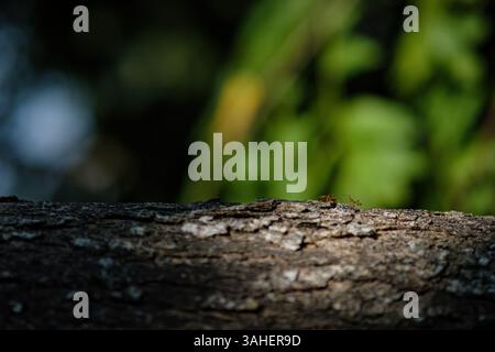 small red ants walking on the tree's bark in with light and shade Stock Photo