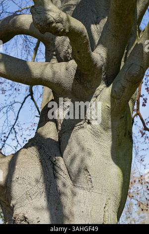 A beech tree bark and branches. Twisting smooth, grey bark of a beech tree in England in spring. Stock Photo
