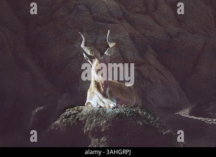 Lying sunbathing Turkmenian Markhor wild goat on a cliff in a ray of sunshine Stock Photo