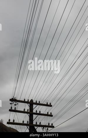 Dark clouds cover the sky as multiple power lines extend horizontally. Birds sit on poles, adding a touch of life to the somber atmosphere around them Stock Photo