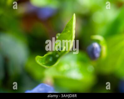 Leaf with a small hole in the middle of it. The leaf is green and has a droplet of water on it Stock Photo