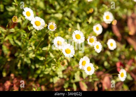 White daisies in bloom among lush green foliage, showcasing their