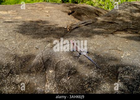 A lizard with a red head and blue body basks on a large rock in sunlight. Serengeti, Tanzania Stock Photo