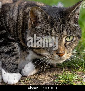 A tabby cat stalking prey on a spring day, with selective focus Stock Photo