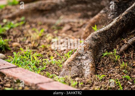 Tree root emerging from soil near red brick edge with grass and dry leaves Stock Photo