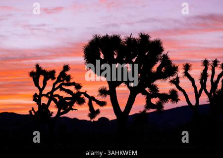 Silhouetted Joshua trees against a vibrant pink and orange sunset sky. Joshua Tree National Park, CA, USA Stock Photo
