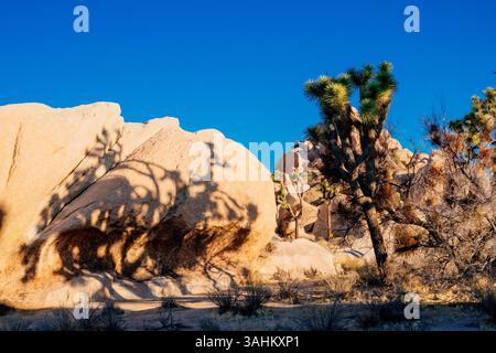 Sunlit Joshua trees casting shadows on large desert rocks under a clear blue sky. Joshua Tree National Park, CA, USA Stock Photo
