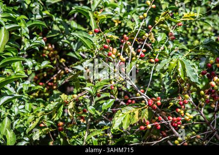 fresh coffee beans (plant) on twigs with green vegetation around it on a bright sunny day Stock Photo