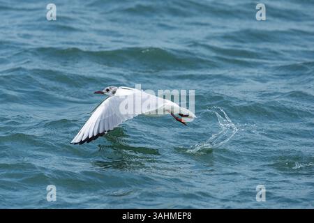 Black headed gull taking flight from the surface of water Stock Photo