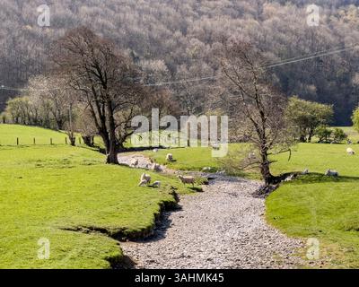 A dried up stream (the Summergil Brook) near New Radnor in mid-Wales, UK, during the current unusually dry spell this spring (March and April 2025) Stock Photo