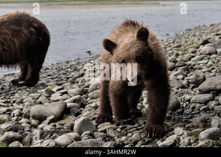 August 4, 2017 - Mcneil River, AK, United States of America - A curious brown bear cub checks out human visitors during a close encounter bear viewing at the McNeil River State Game Sanctuary on the Kenai Peninsula, Alaska. The remote site is accessed only with a special permit and is the worldâ€™s largest seasonal population of brown bears in their natural environment. (Credit Image: © Richard Ellis via ZUMA Wire) Stock Photo