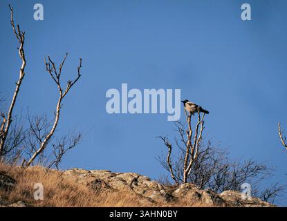 A bird perched on a branch at Kullaberg in Sweden, surrounded by the lush greenery of the forest. The tranquil environment of this nature reserve offe Stock Photo