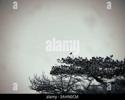A bird perched on a branch at Kullaberg in Sweden, surrounded by the lush greenery of the forest. The tranquil environment of this nature reserve offe Stock Photo
