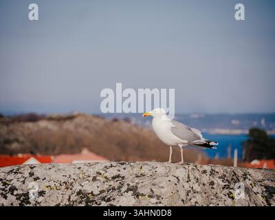 A serene coastal scene in the Gothenburg archipelago, featuring a lone seagull soaring gracefully above the rocky shores. Stock Photo
