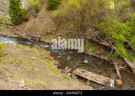 old tree fallen into the river. trunk of old spruce rotting in water Stock Photo