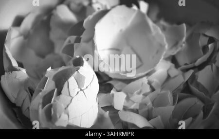 Black and white horizontal image of one Large eggshell piece on top of smaller broken pieces in shadow Stock Photo
