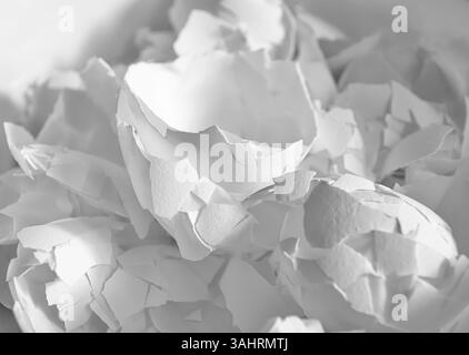 Black and white horizontal image of one Large eggshell piece on top of smaller broken pieces in shadow Stock Photo