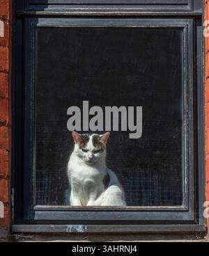 Cat sits in the sunshine on a windowsill gazing at the world outside. Stock Photo