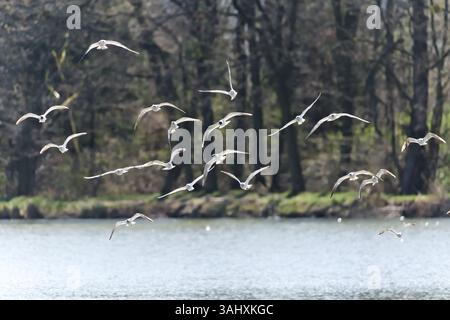 Flock of birds flying in the sky. Seagulls above the lake. Nature of Czech republic. Stock Photo