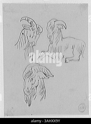 Three studies of a goat Stock Photo - Alamy