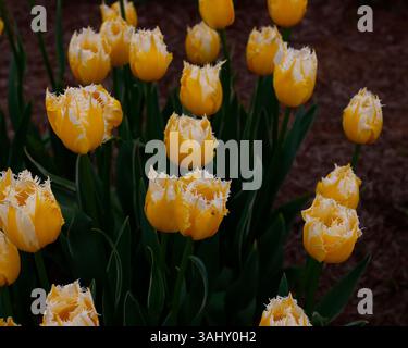 Close up of the yellow flowers with white fringed edges  of the spring flowering  garden tulip tulipa burning flame. Stock Photo