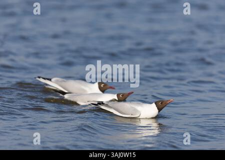 Black-headed gull Larus ridibundus, 3 summer plumage adults swimming, RSPB Minsmere Nature Reserve, Suffolk, England, April Stock Photo