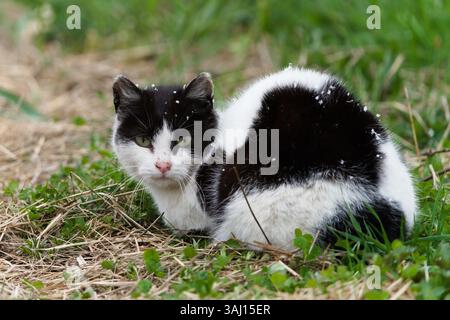 Black and white domestic cat is hunting rodents on the field covered by snoweflakes. Common pet in Czech republic. Stock Photo