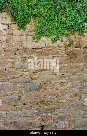 Old stone wall with fresh green ivy, rustic natural background with visible texture and botanical detail. Stock Photo